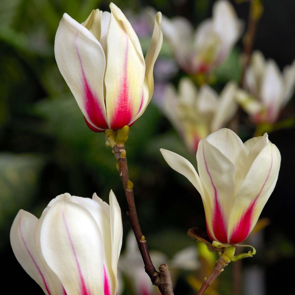 Magnolia x denudata Sunrise