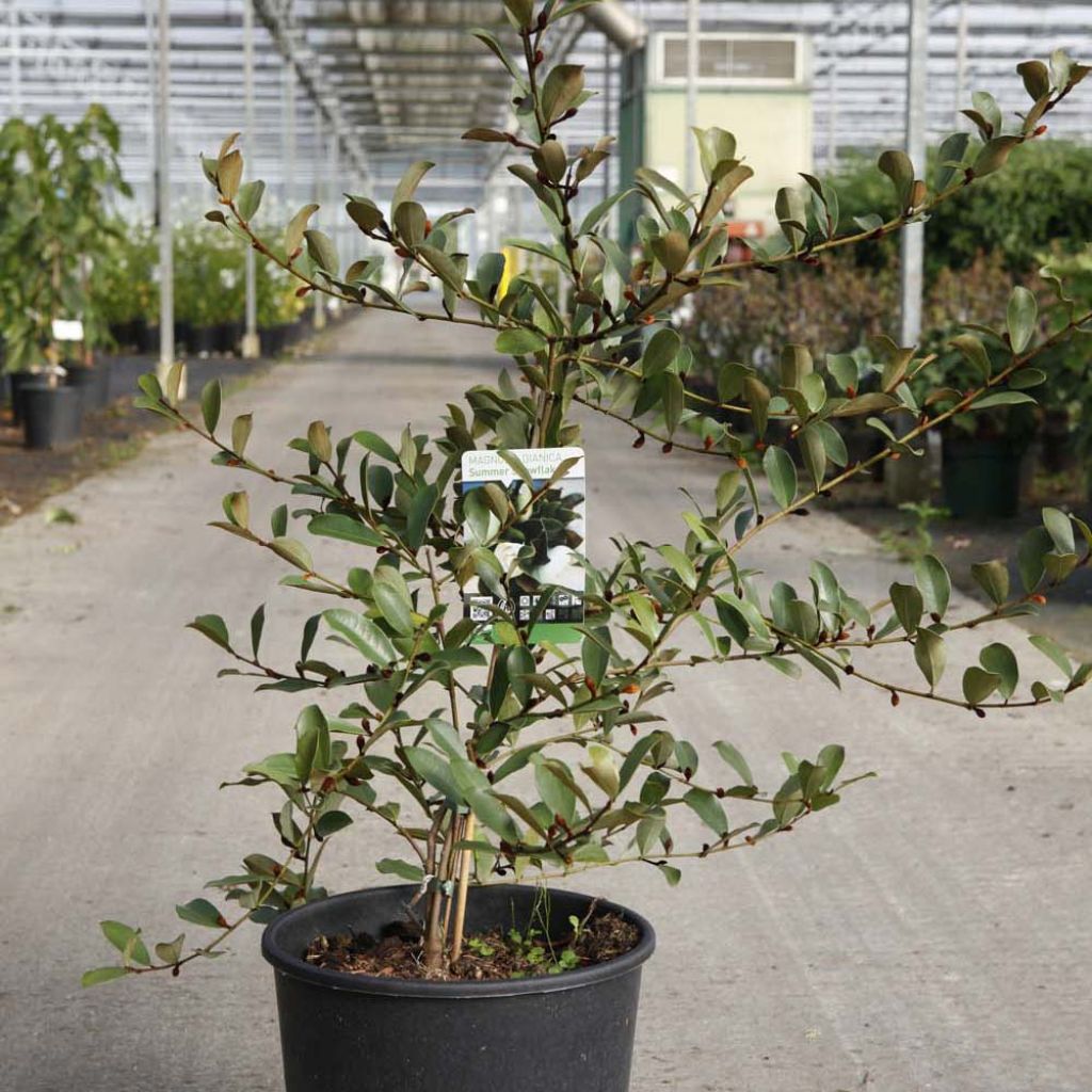 Magnolia dianica Summer Snowflake