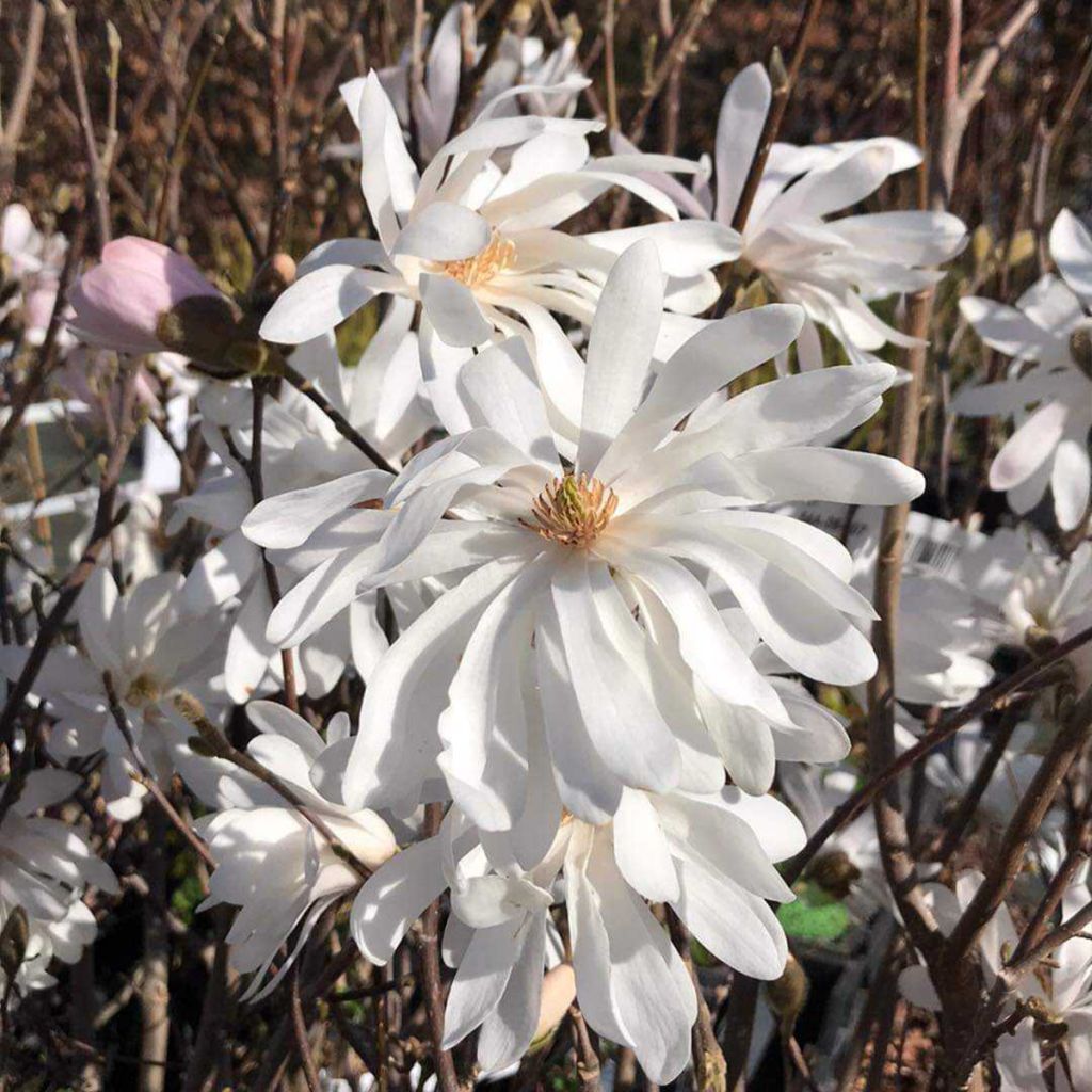 Magnolia stellata Waterlily