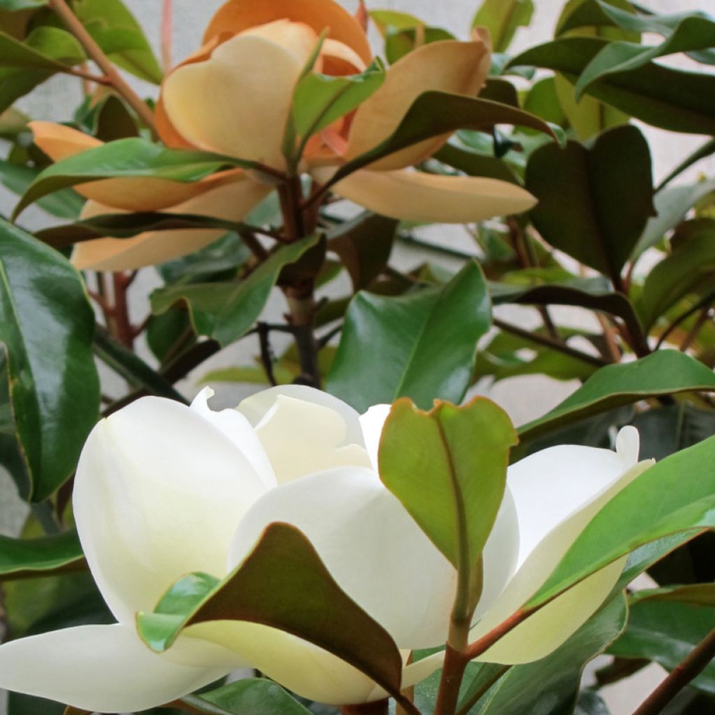 Magnolia grandiflora Brackens Brown Beauty