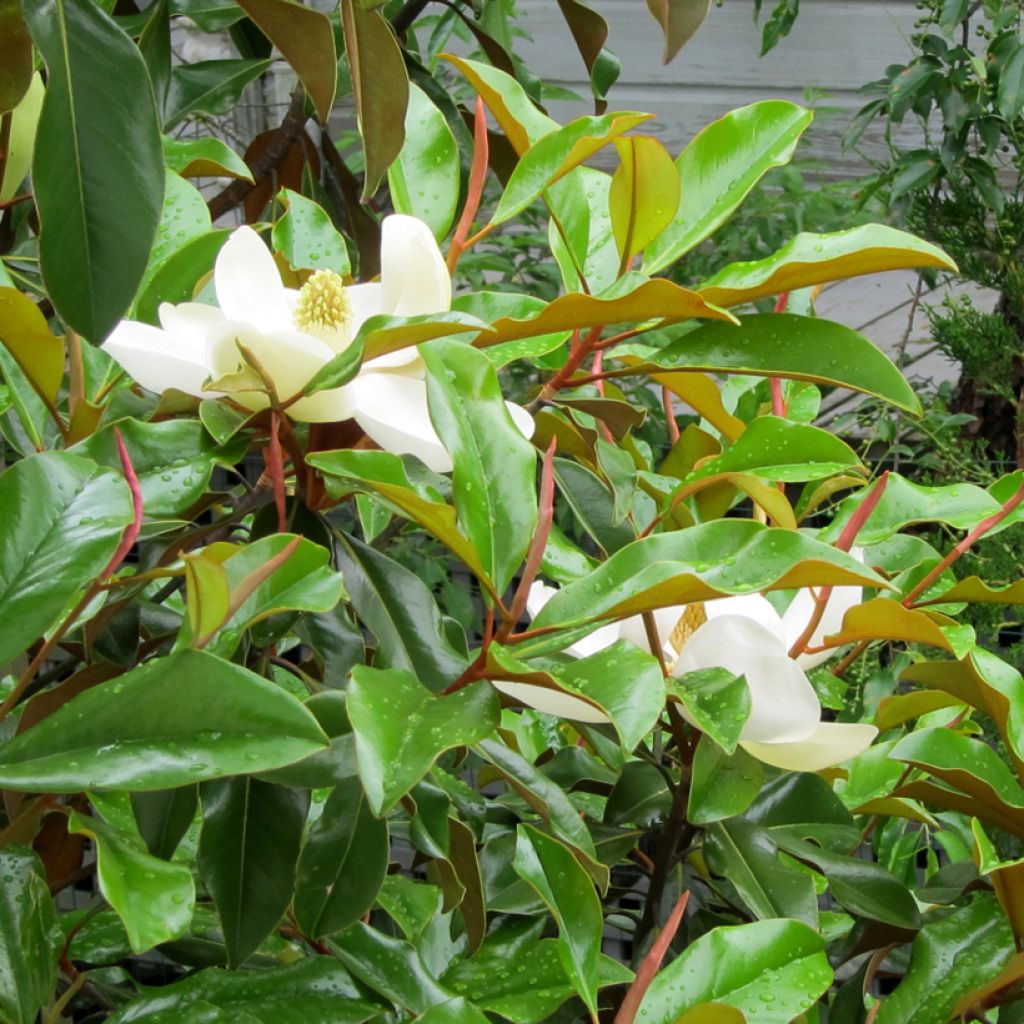Magnolia grandiflora Brackens Brown Beauty