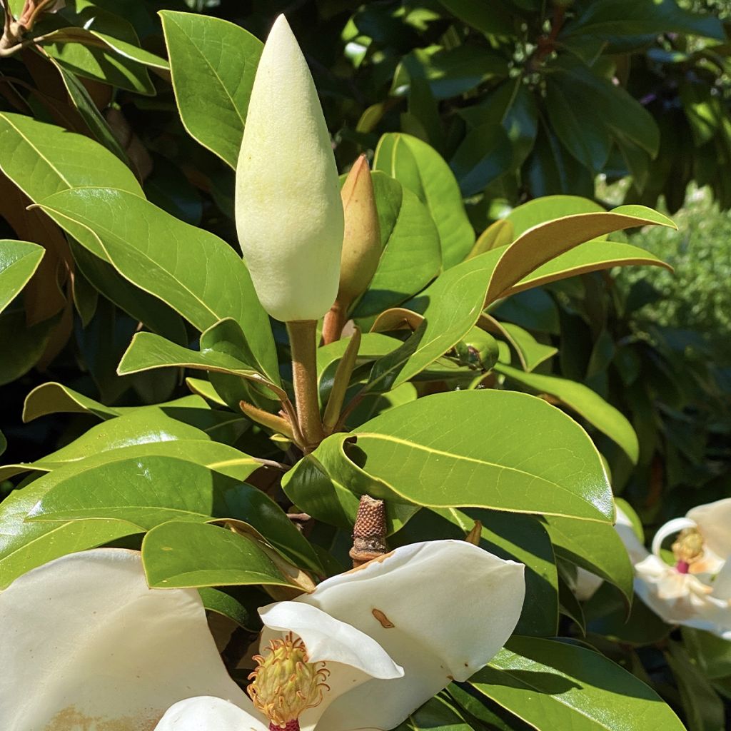 Magnolia grandiflora Goliath