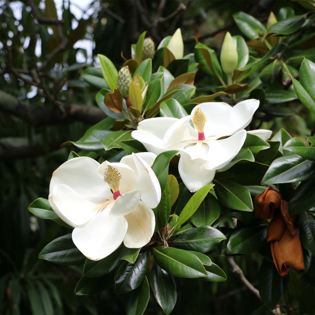 Magnolia grandiflora Goliath