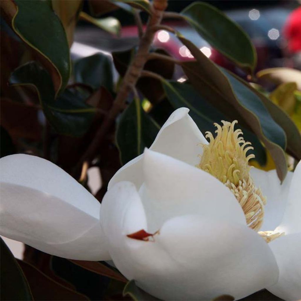Magnolia grandiflora Little Gem