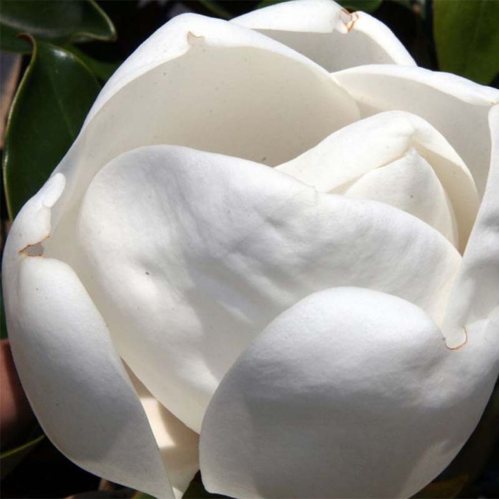 Magnolia grandiflora Little Gem