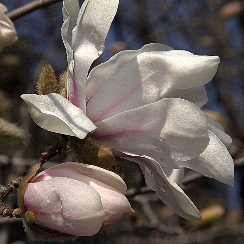 Magnolia x loebneri Merrill