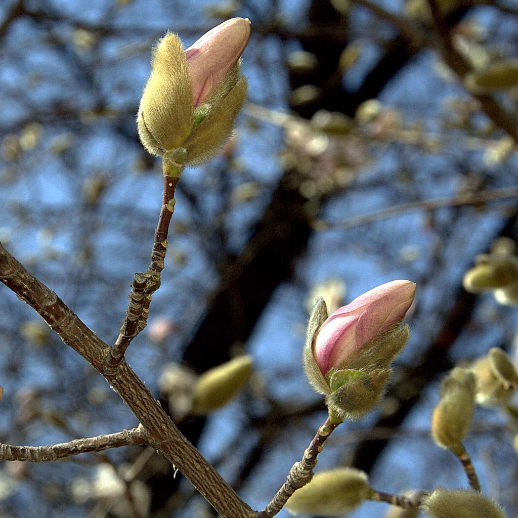 Magnolia x loebneri Merrill