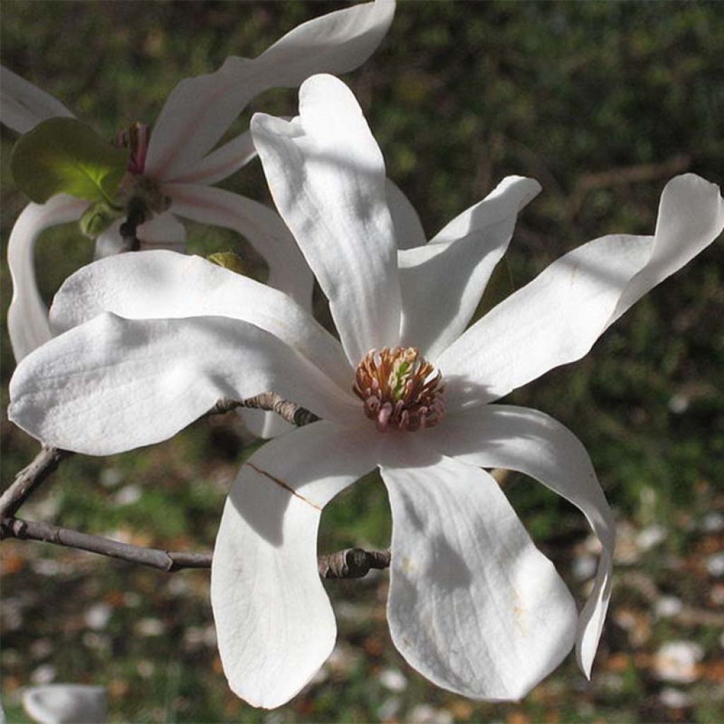 Magnolia x loebneri Merrill