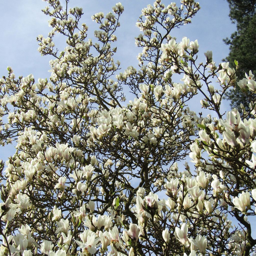 Magnolia  soulangeana Alba Superba