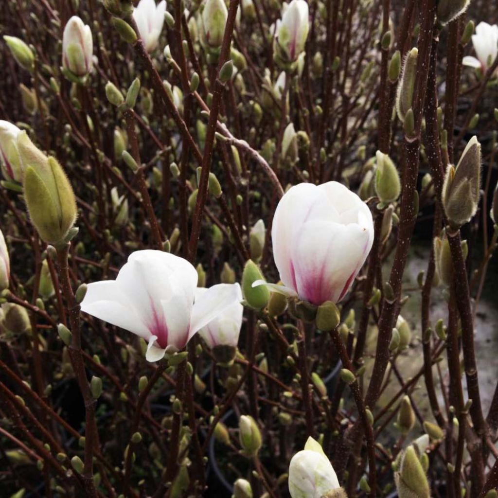 Magnolia  soulangeana Alba Superba