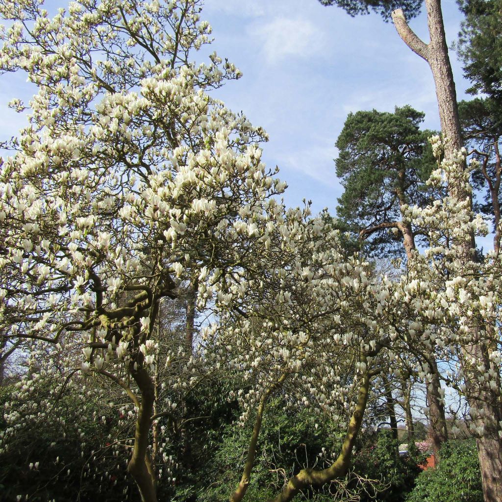 Magnolia  soulangeana Alba Superba