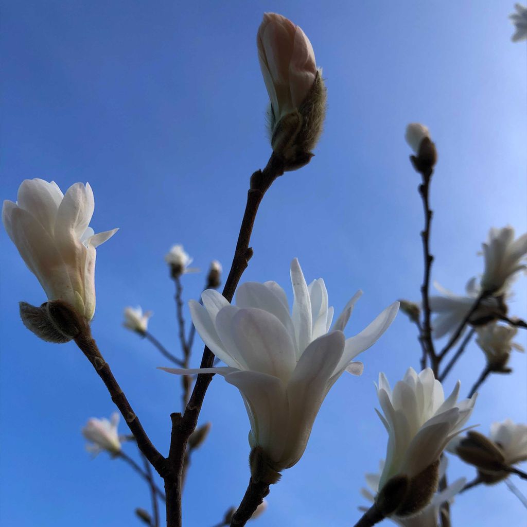 Magnolia stellata