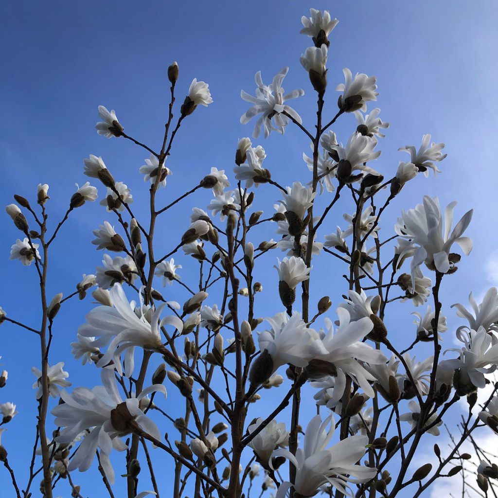 Magnolia stellata