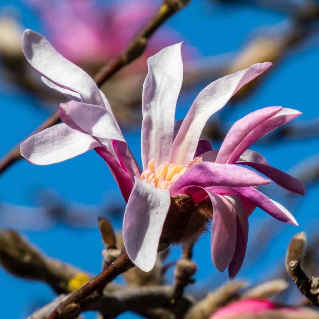 Magnolia stellata Rosea