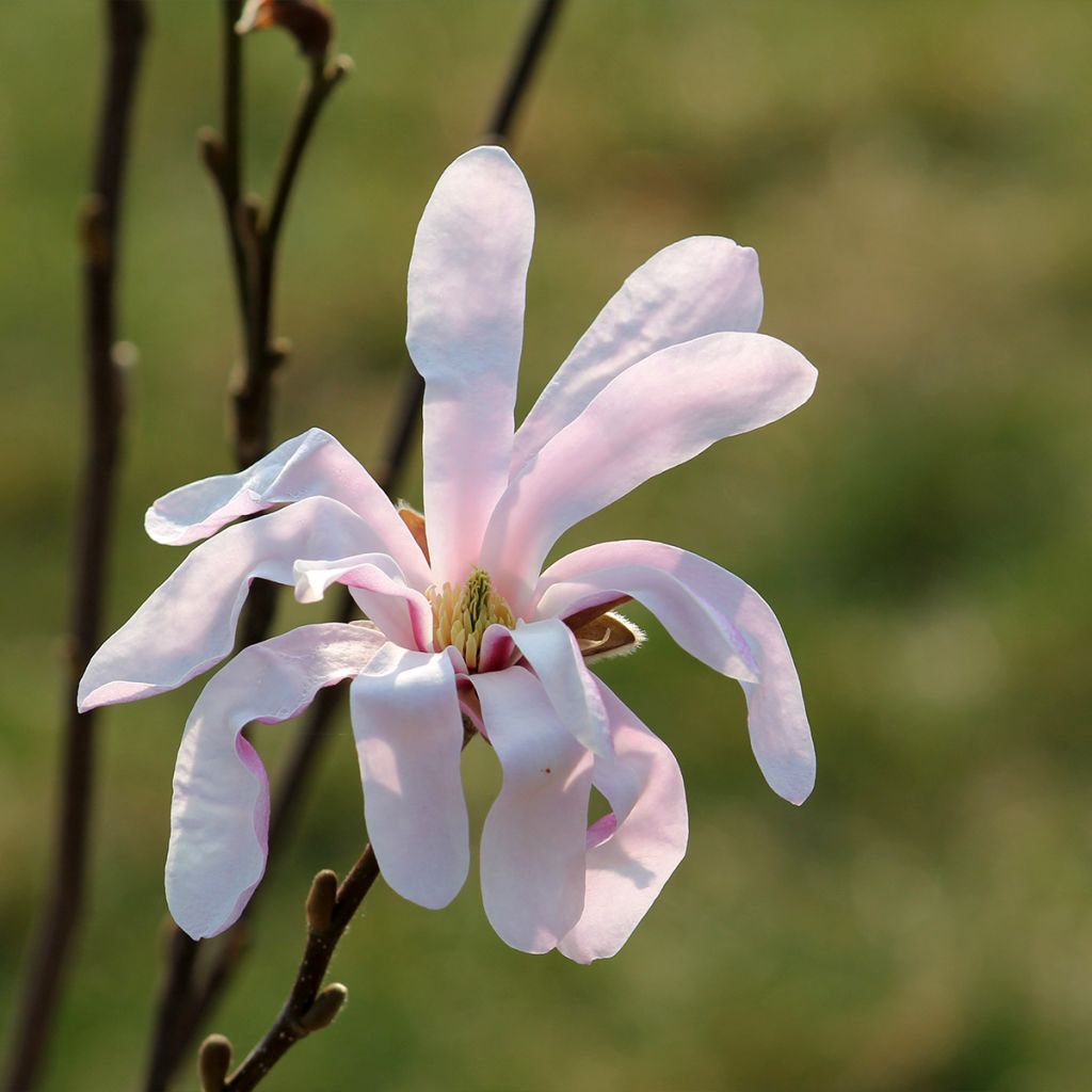 Magnolia stellata Rosea