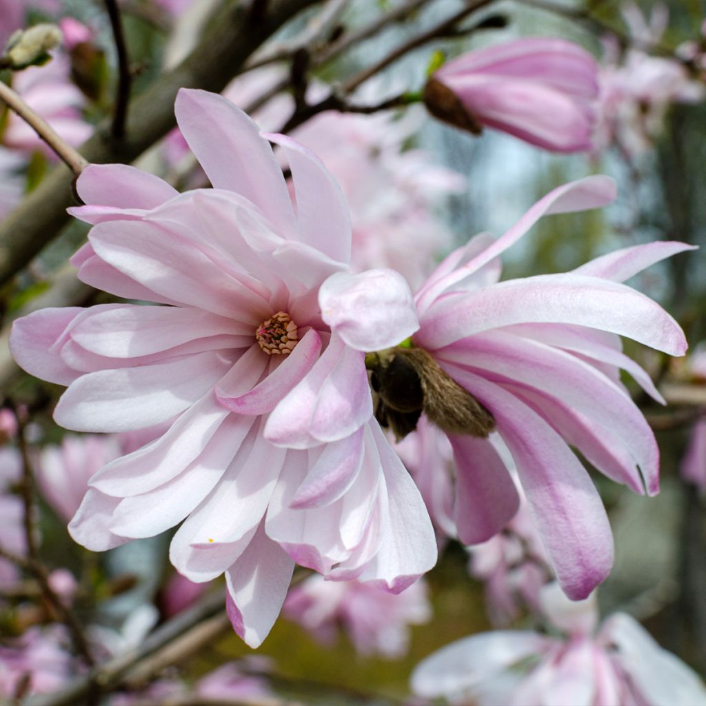 Magnolia stellata Rosea