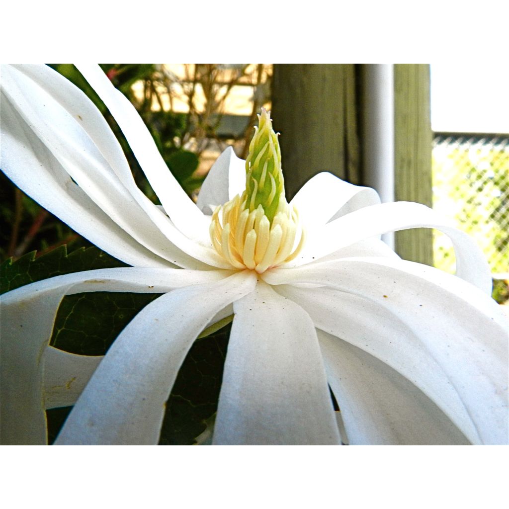 Magnolia stellata Royal Star