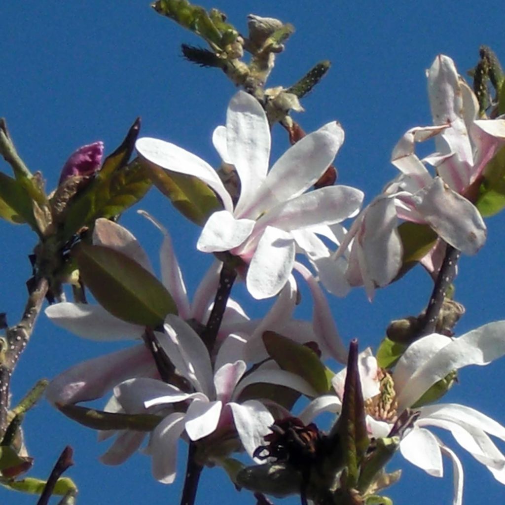 Magnolia stellata Waterlily