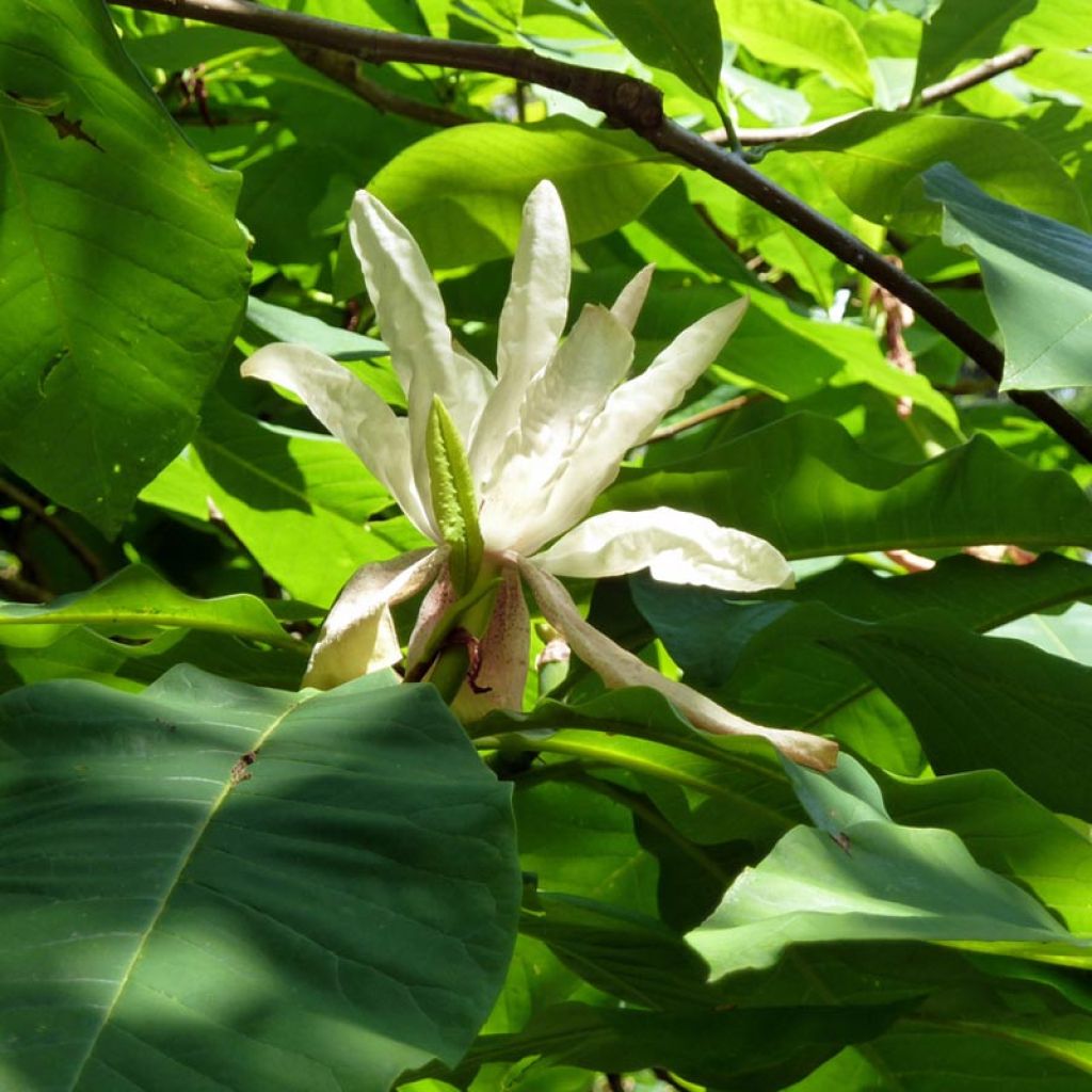 Magnolia tripetala