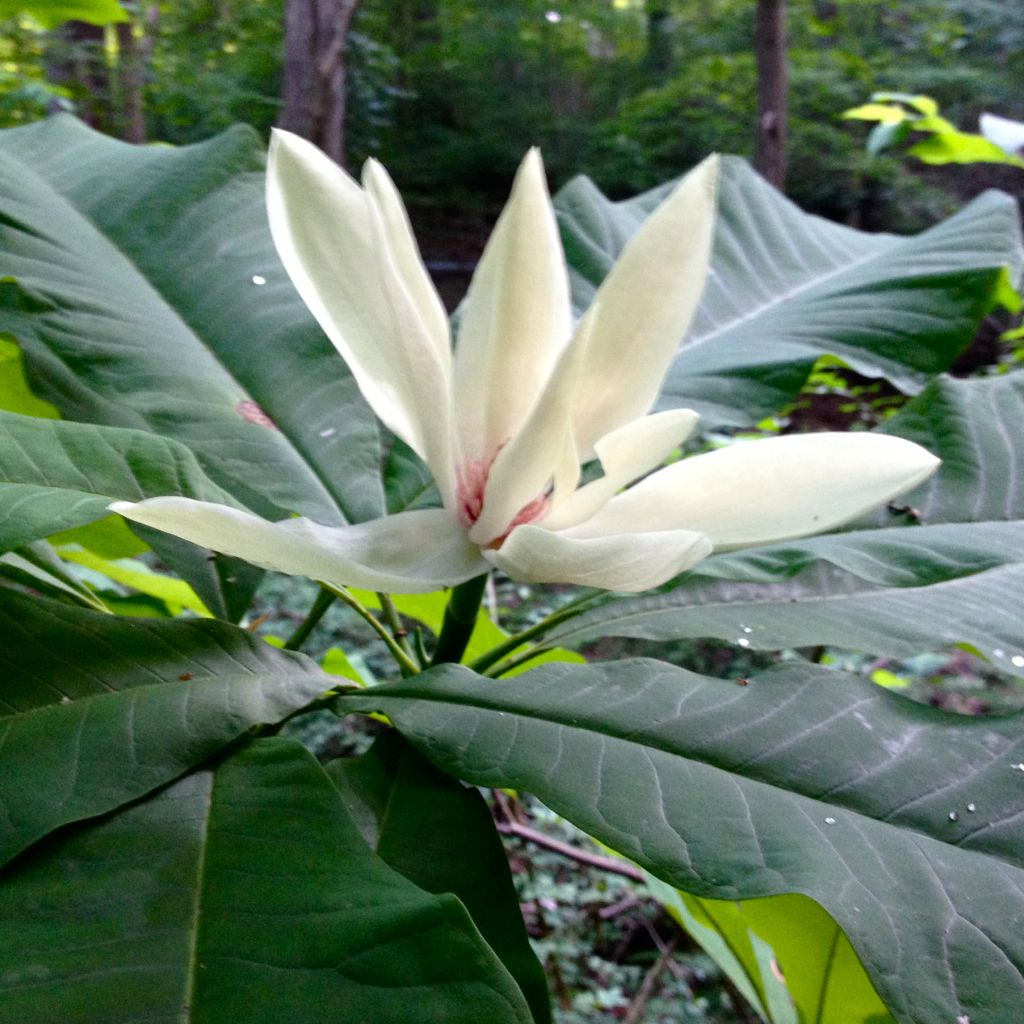 Magnolia tripetala