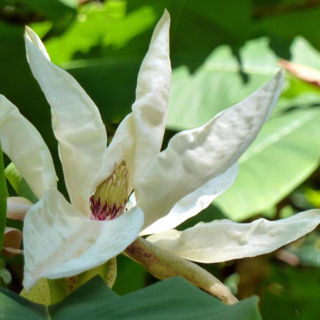 Magnolia tripetala