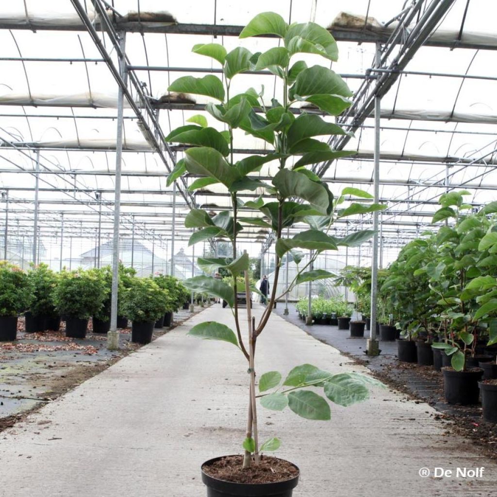 Magnolia x loebneri Wildcat