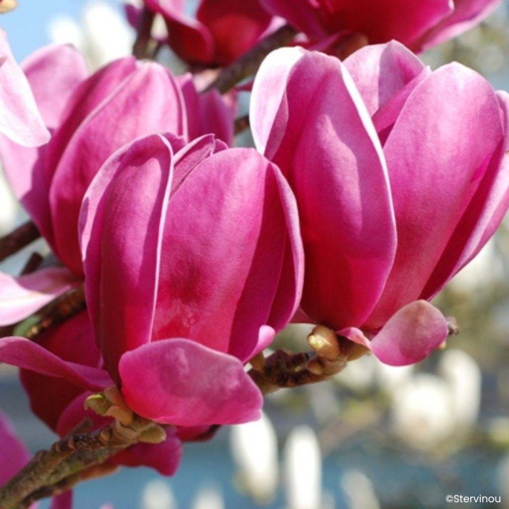 Magnolia Shirazz