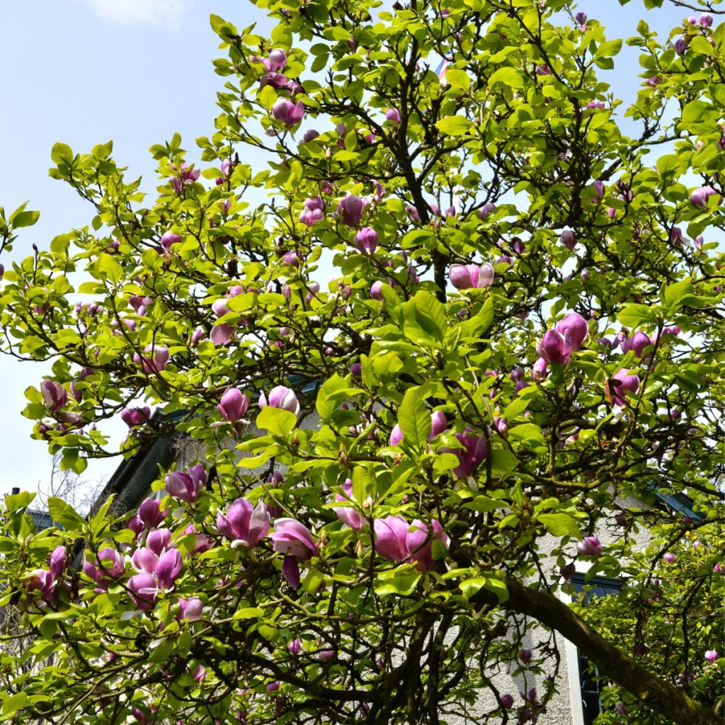 Magnolia Shirazz
