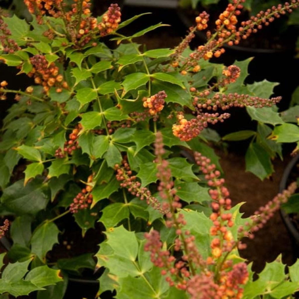 Mahonia nitens Cabaret