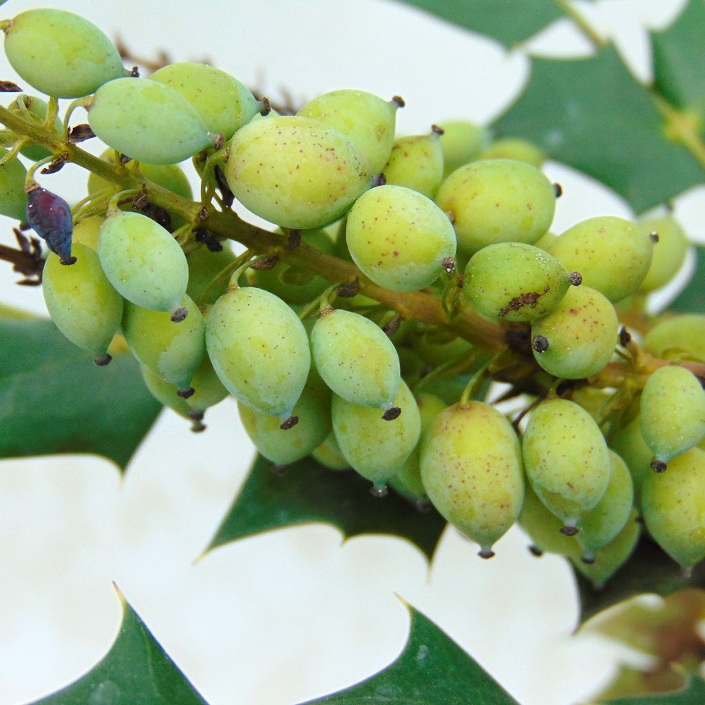 Mahonia x media Charity