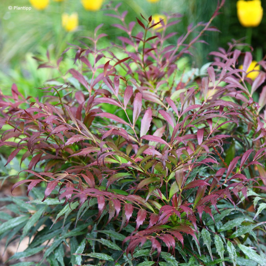 Mahonia eurybracteata subsp. ganpinensis 'Hillmah' Meteor - Mahonia inerme Meteor