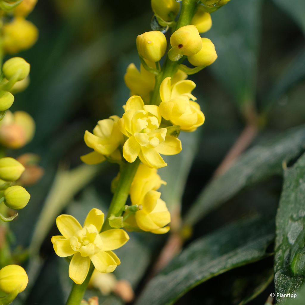Mahonia eurybracteata subsp. ganpinensis 'Hillmah' Meteor - Mahonia inerme Meteor