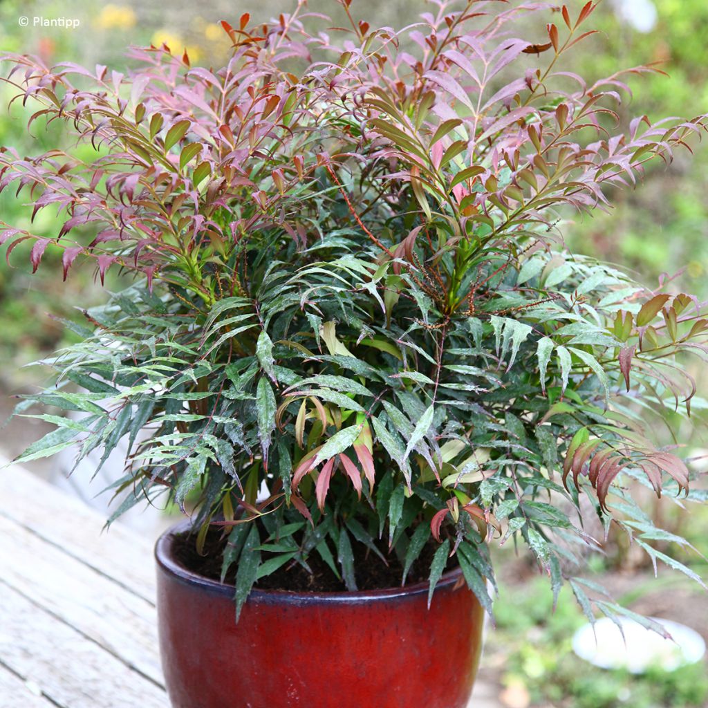 Mahonia eurybracteata subsp. ganpinensis 'Hillmah' Meteor - Mahonia inerme Meteor