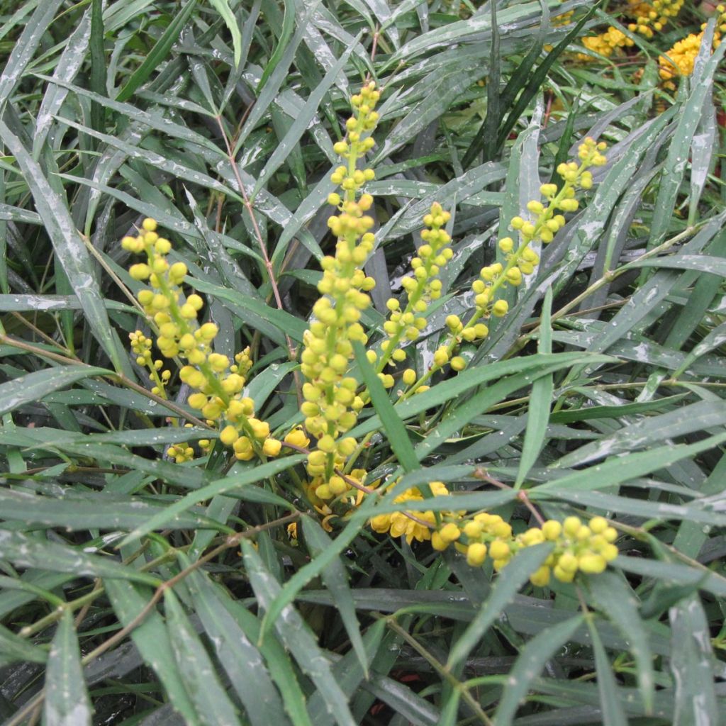 Mahonia Soft Caress - Mahonia hybrid