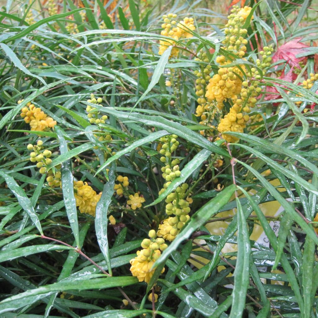 Mahonia Soft Caress - Mahonia hybrid