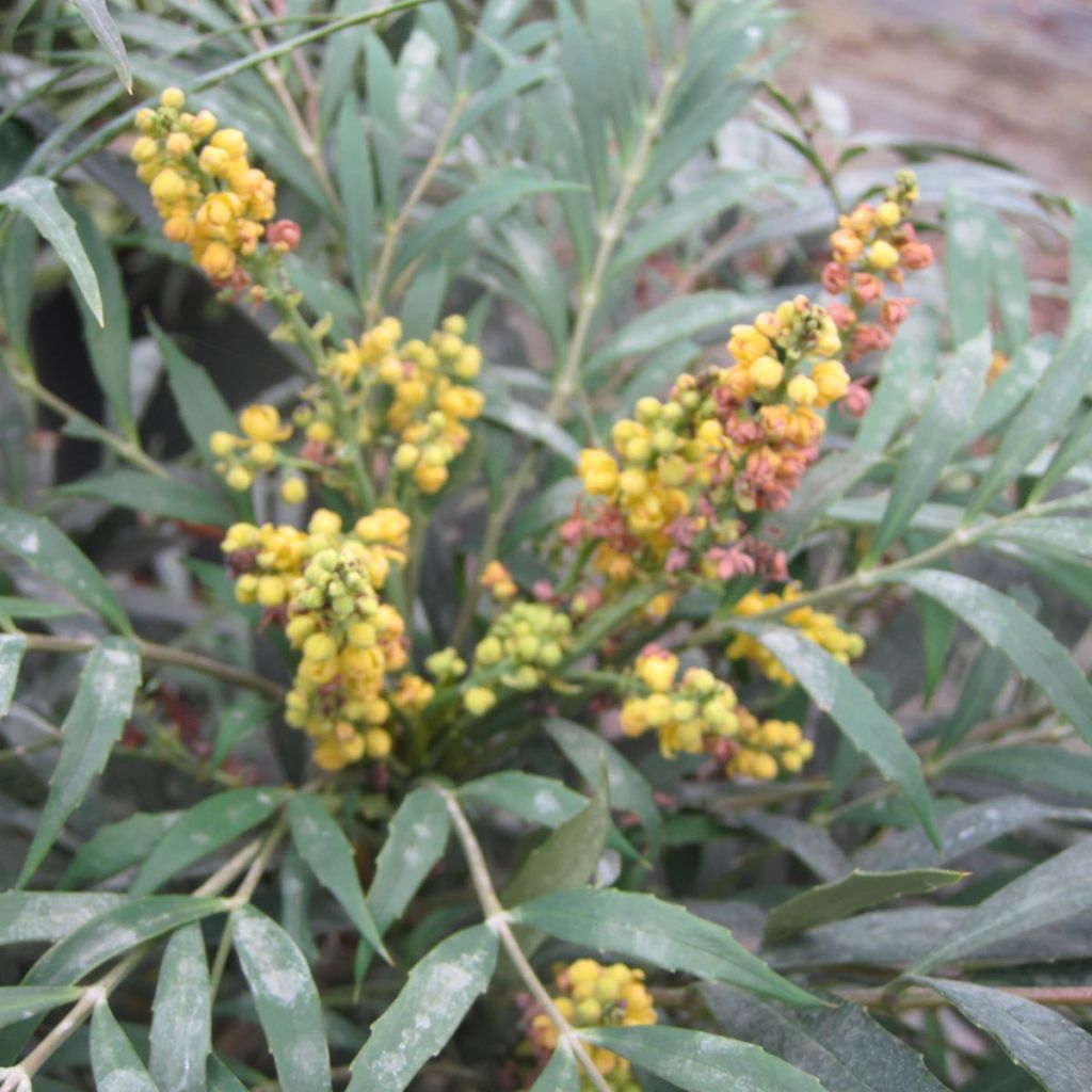 Mahonia confusa Nara Hiri - Hybrid Mahonia