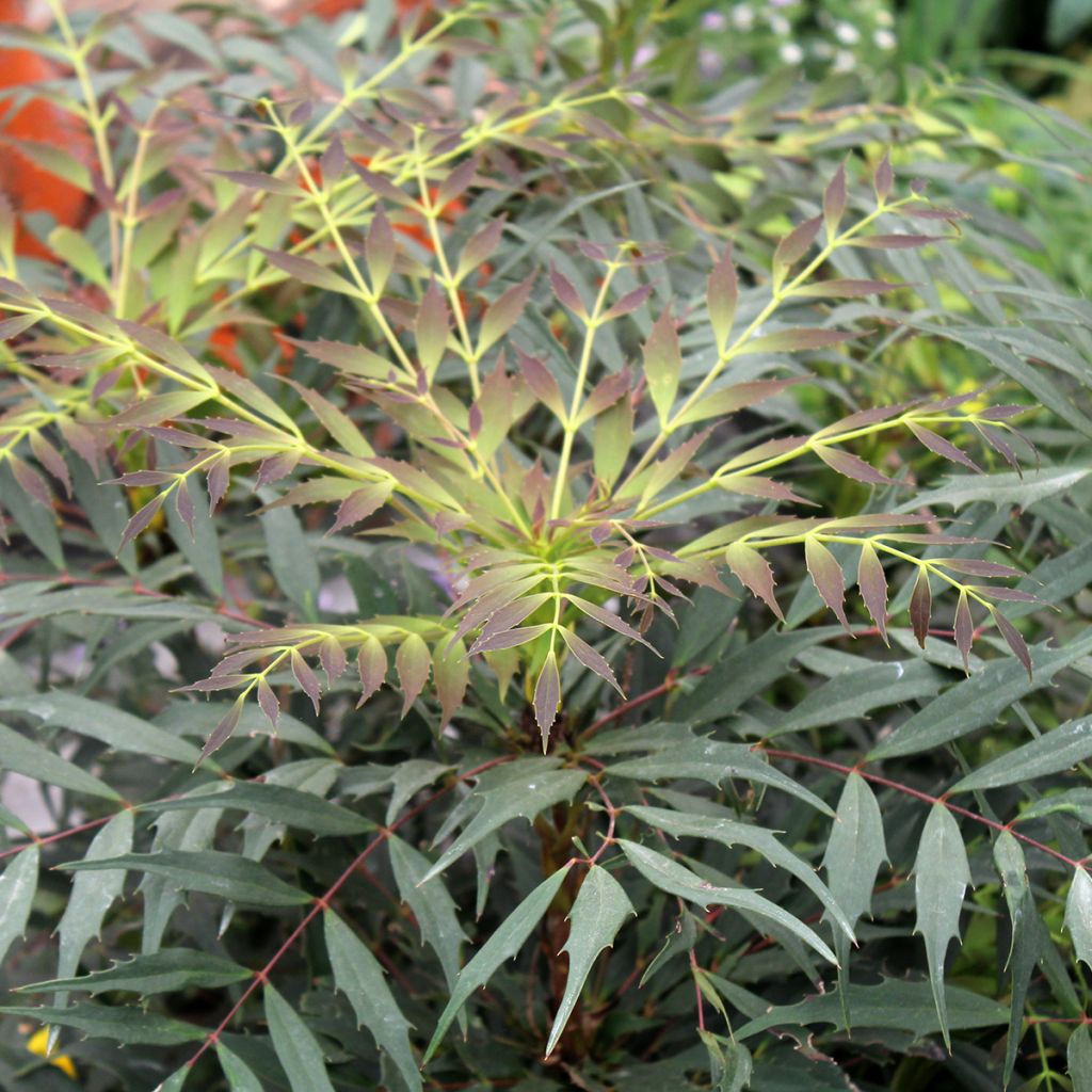 Mahonia eurybracteata subsp. ganpinensis 'Hillmah' Meteor - Mahonia inerme Meteor
