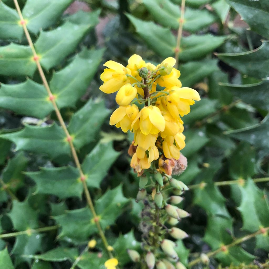 Mahonia x media Charity