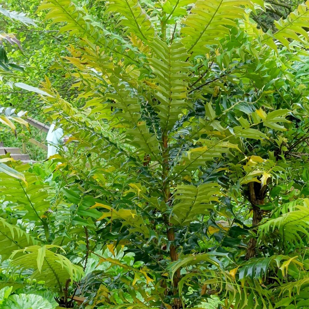 Mahonia oiwakensis subsp. lomariifolia