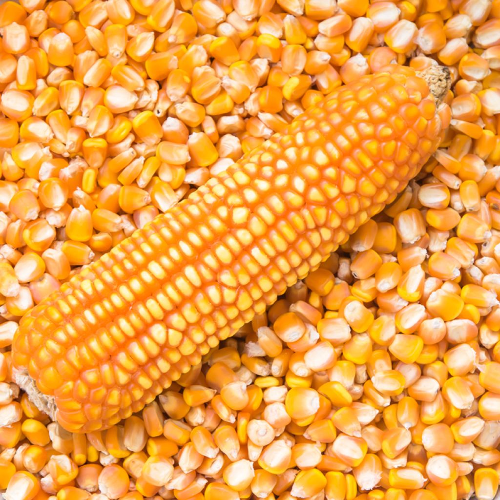 Corn Tom Thumb Popcorn - Ferme de Sainte Marthe Seeds