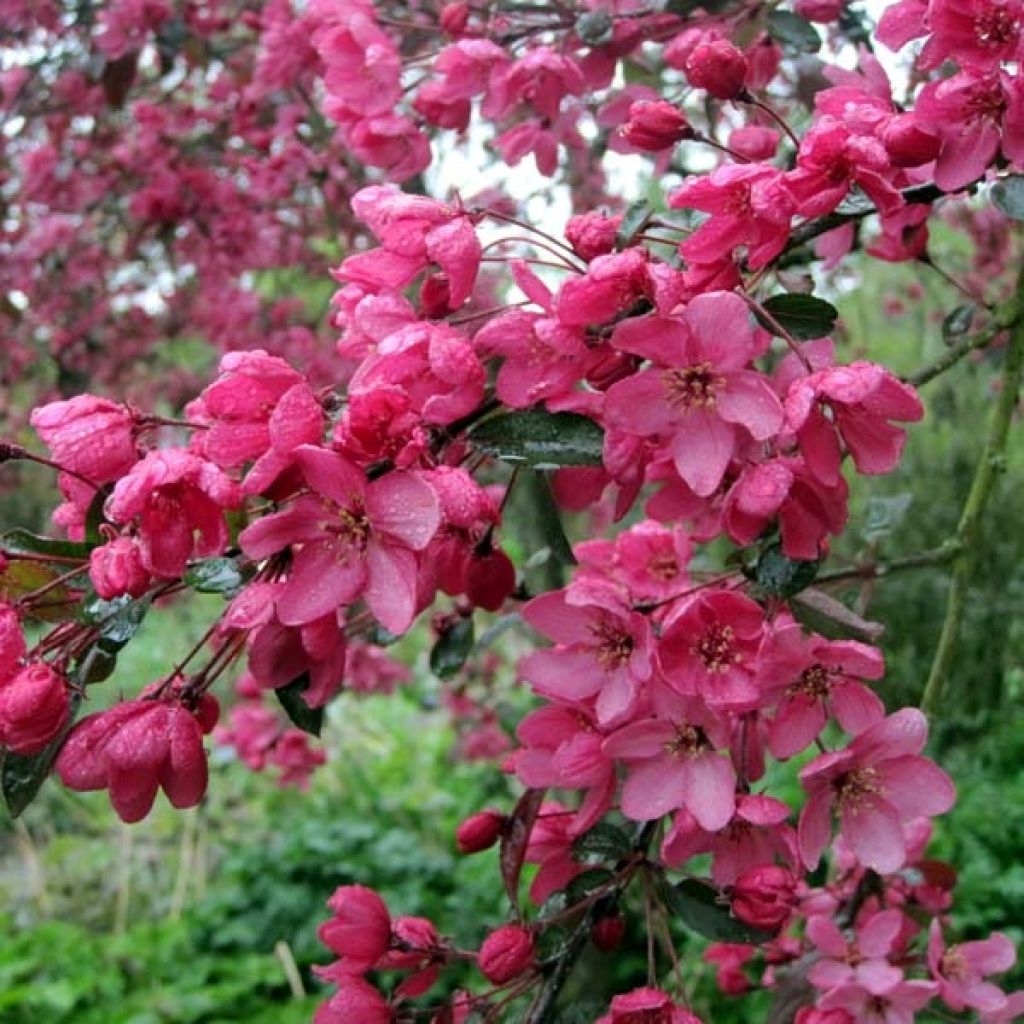 Malus Coccinella Courtarou - Crab Apple