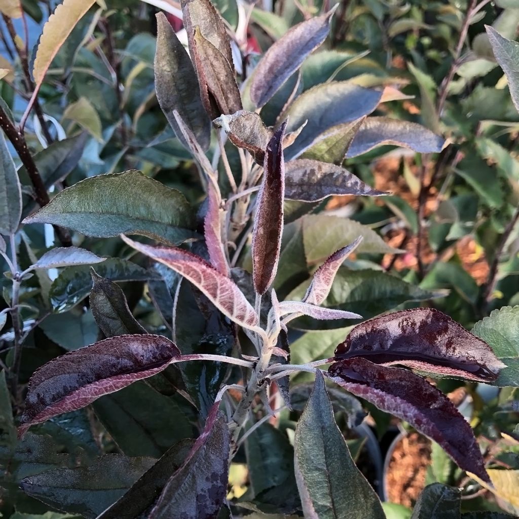 Malus Dark Rosaleen - Crab Apple