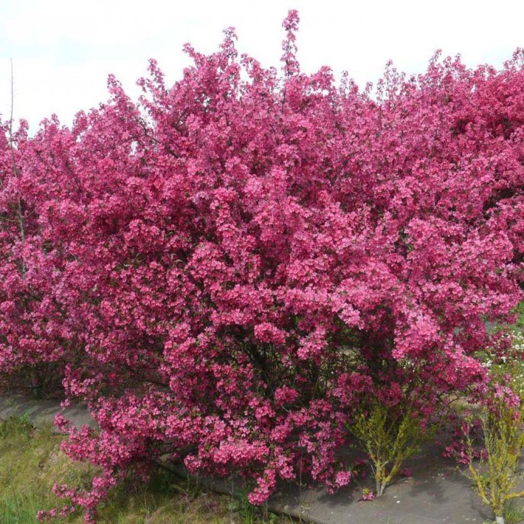 Malus Prairiefire - Crab Apple