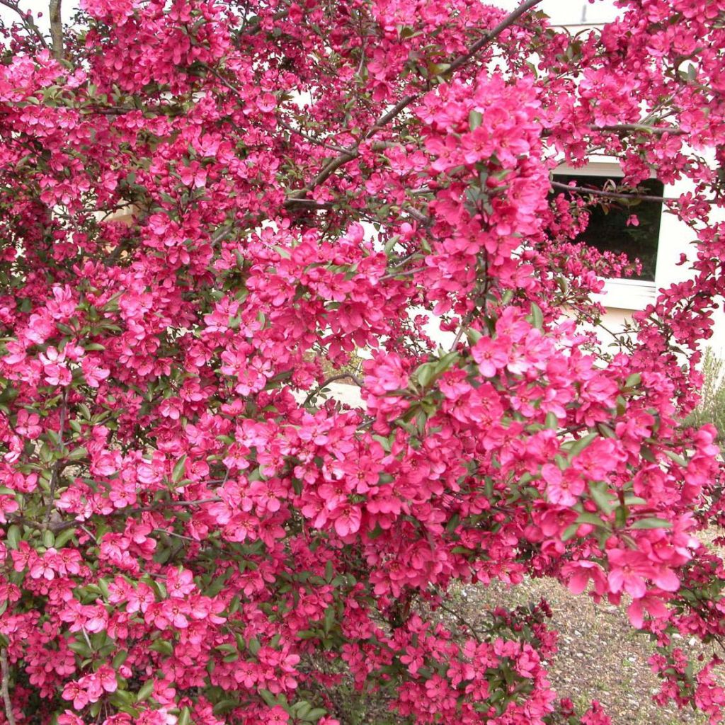 Malus Prairiefire - Crab Apple