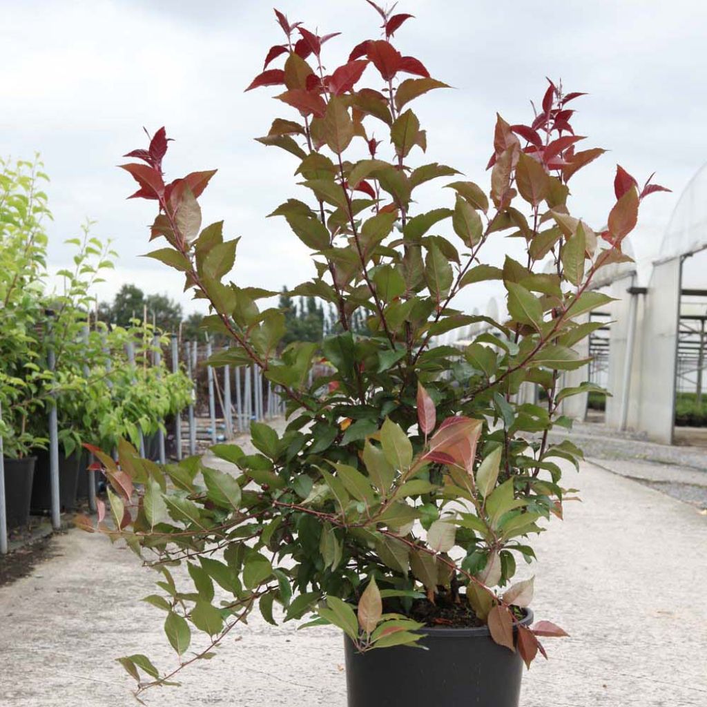 Malus Prairiefire - Crab Apple