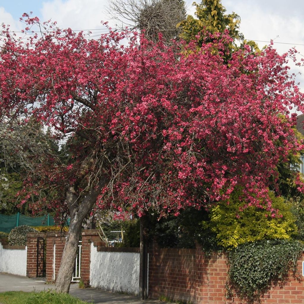 Malus Royalty - Crab Apple