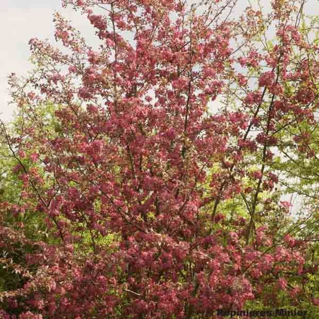 Malus Coccinella Courtarou - Crab Apple
