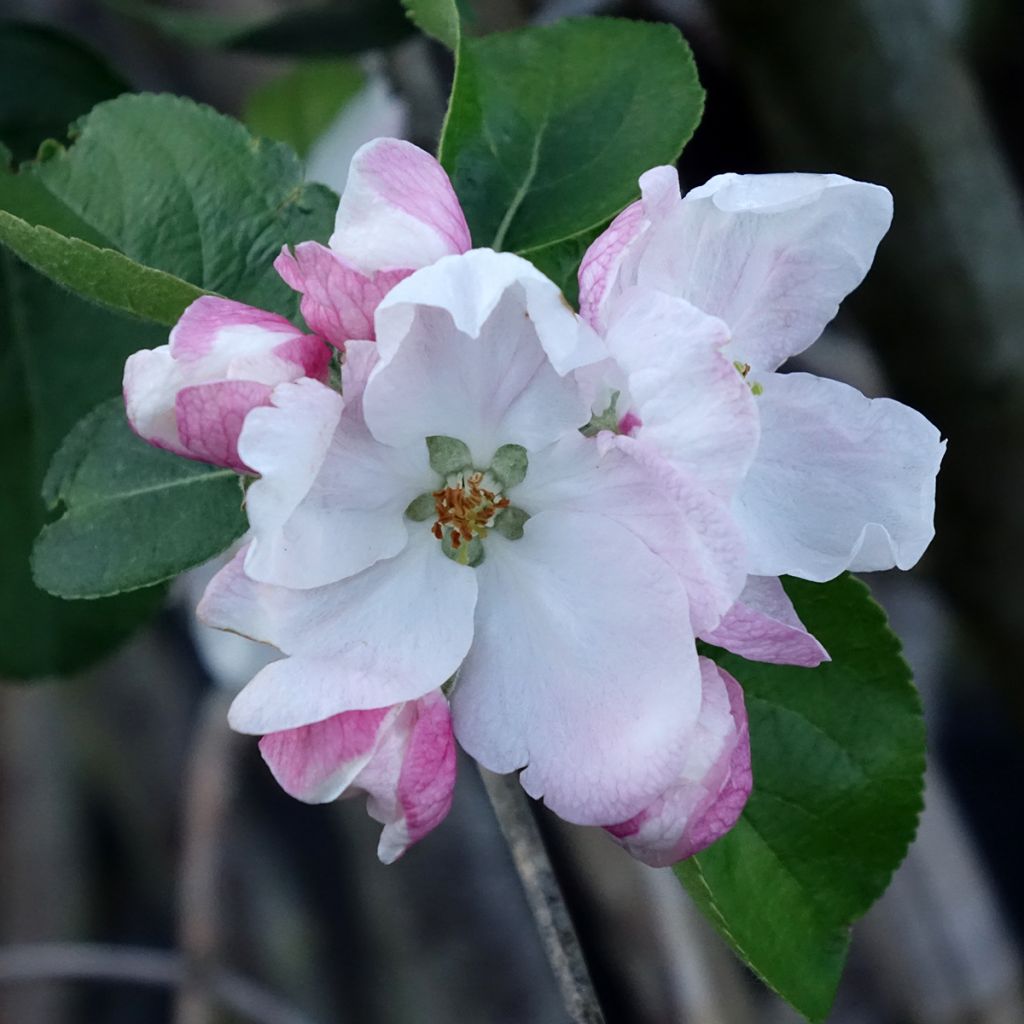 Apple Tree Golden Noble - Malus domestica