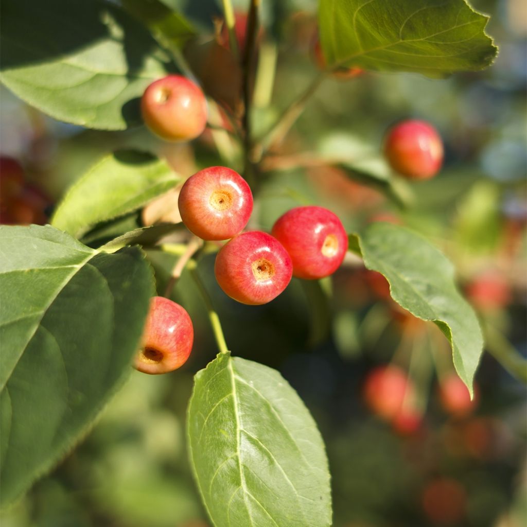Malus Red Jewel - Crab Apple