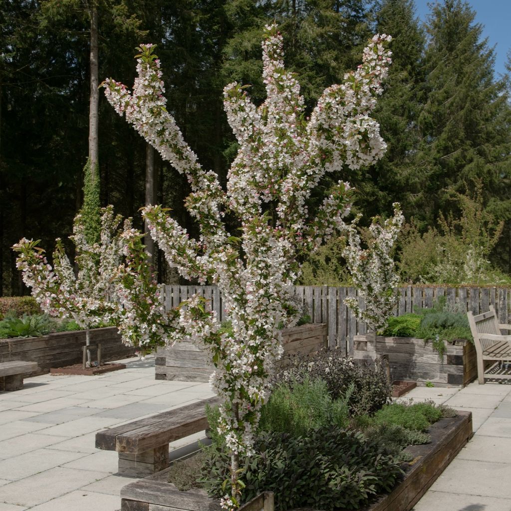 Malus Red Jewel - Crab Apple